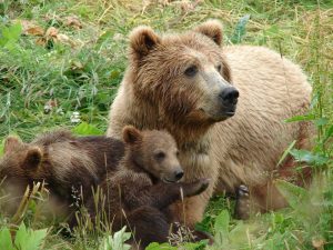 Αρκούδα με τα μικρά της