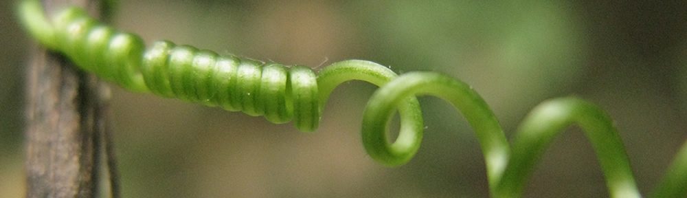 Σπείρα αναρριχώμενου φυτού στα Ζαγοροχώρια